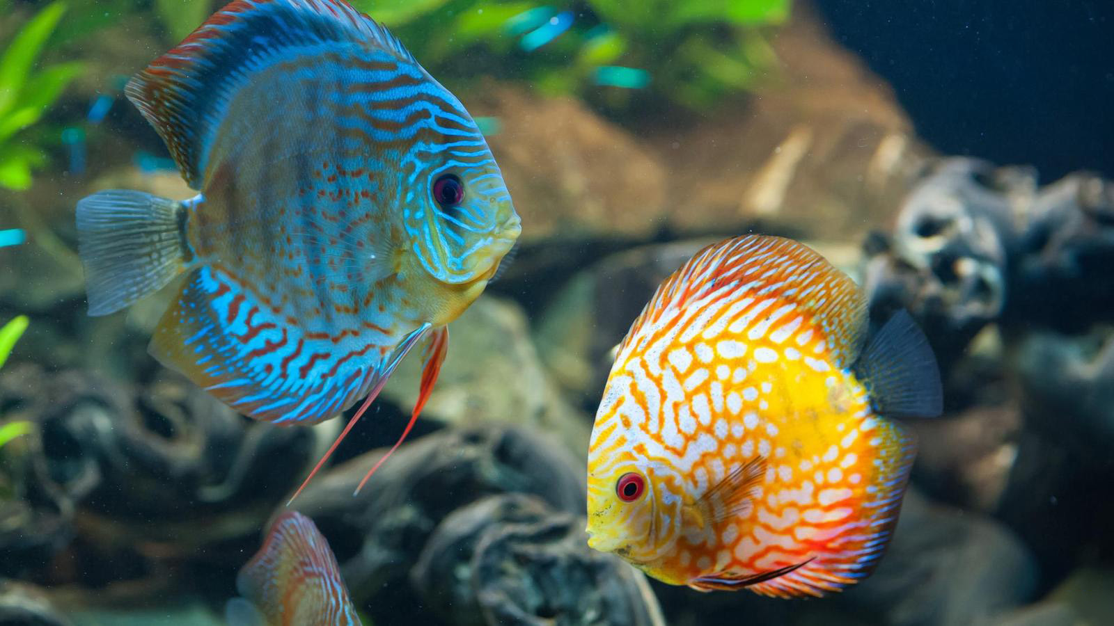 Дискус рыбка аквариумная