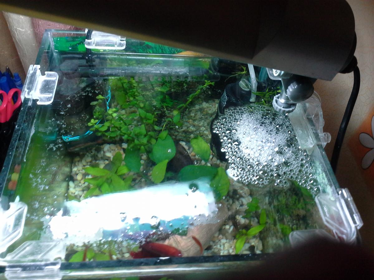 Почему аквариум покрылся. Бактериальная пленка в аквариуме. Пленка на поверхности аквариума. Прозрачная пленка в аквариуме. Пленка на поверхности воды в аквариуме.