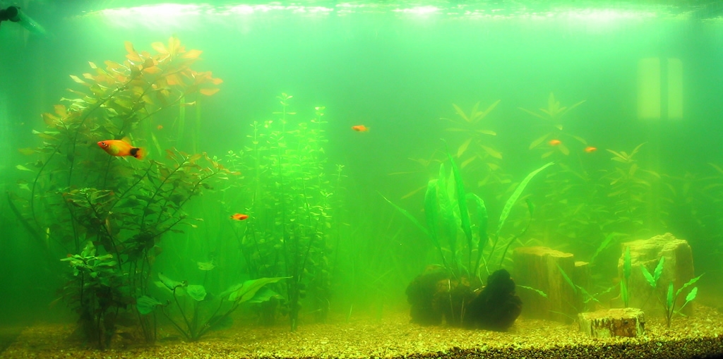Почему цветет аквариум и как с этим бороться