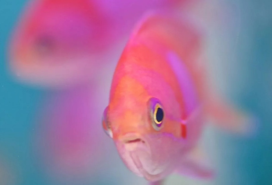 Розовая Рыба Фото