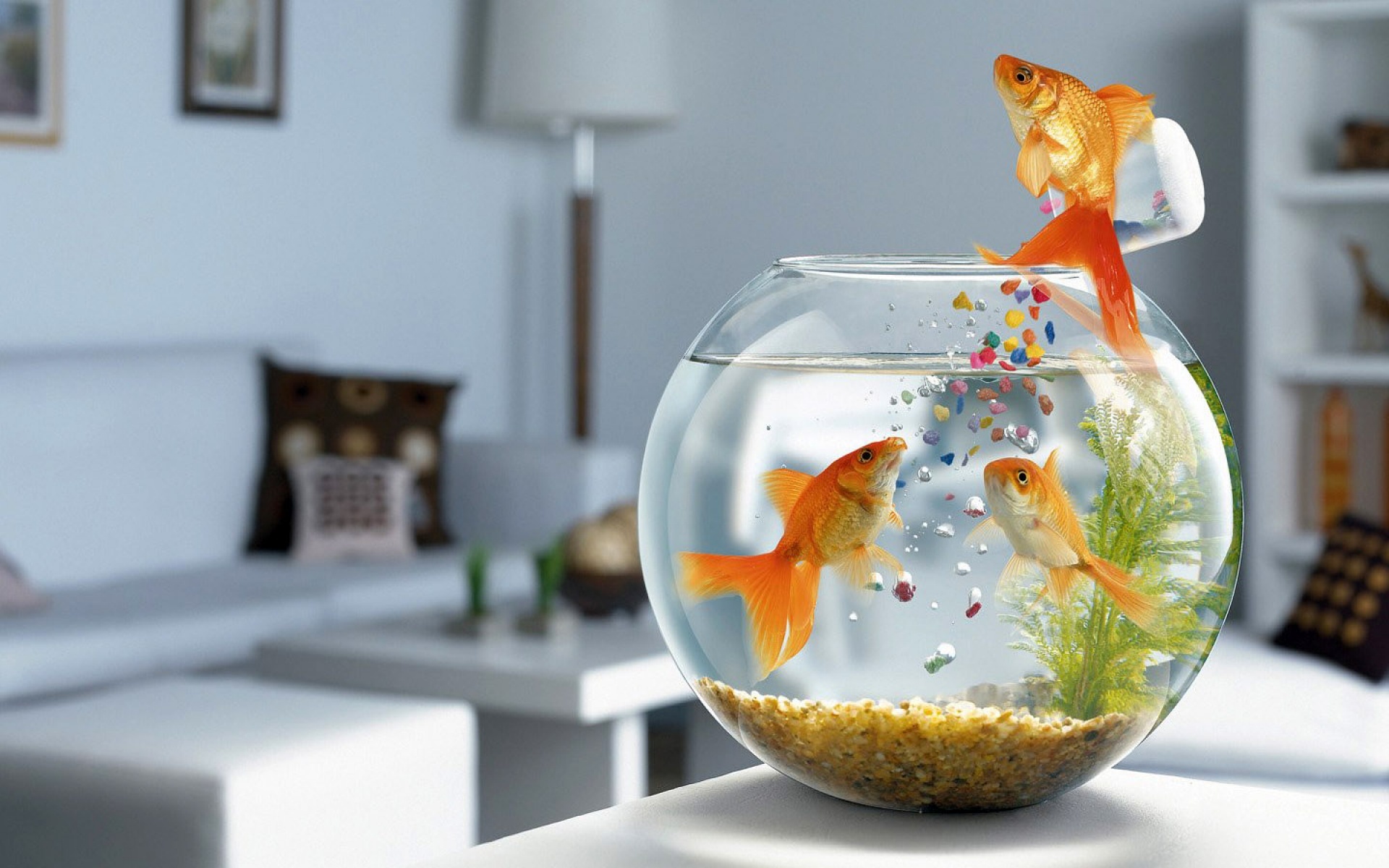 аквариум с рыбками фото