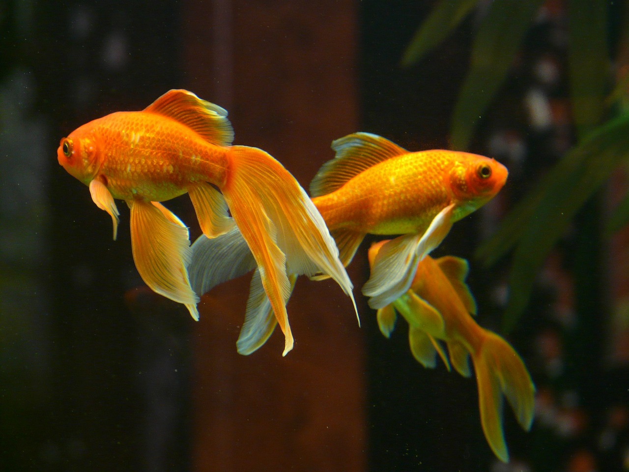 Золотые Рыбки Фото С Названиями