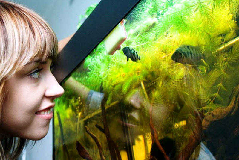 Наблюдать за рыбками. Рыбки для аквариума. Человек в аквариуме. Фотосессия с аквариумом. Девушка в аквариуме.