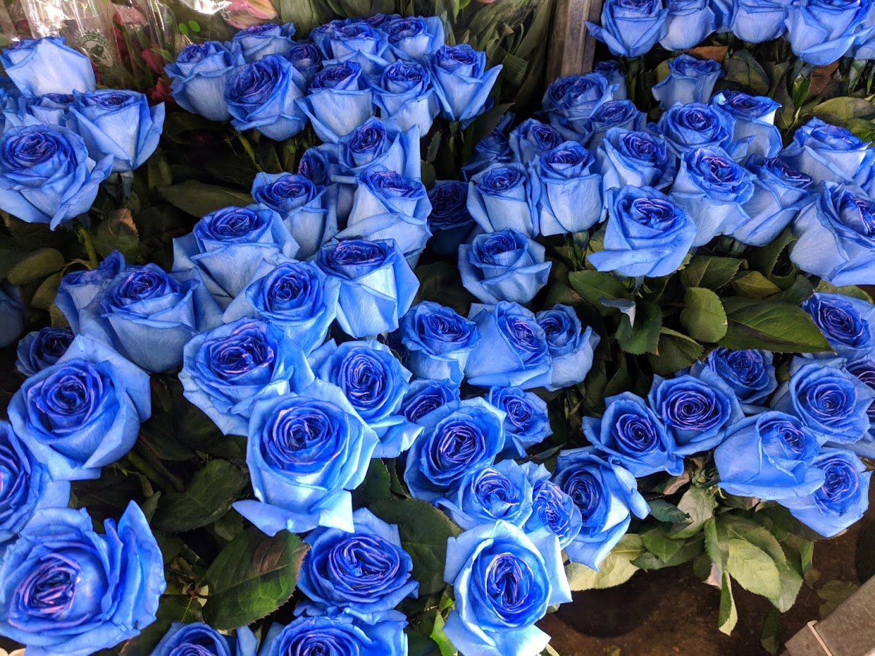 Роза плетистая голубая