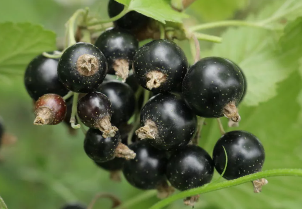 Урожайность черной смородины