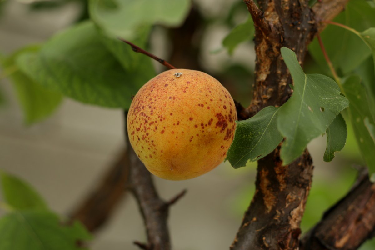 Болезни абрикосового дерева описание с фотографиями