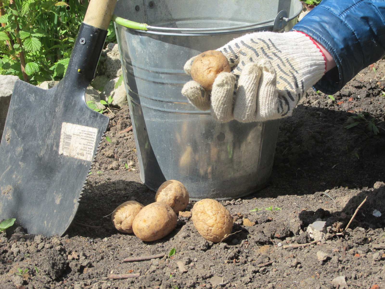 фото посадки картофеля