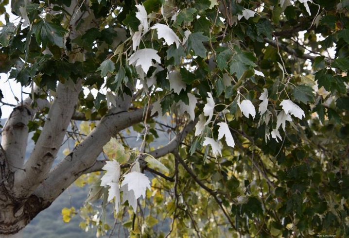 Манга маленький белый тополь. Тополь белый серебристый. Populus Alba Тополь белый листья. Тополь белый цветение. Тополь канадский Серотина Аурея.