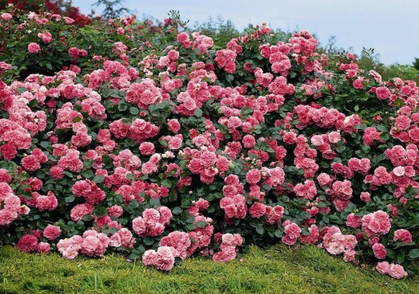 Почвопокровные розы для подмосковья без укрытия лучшие сорта фото