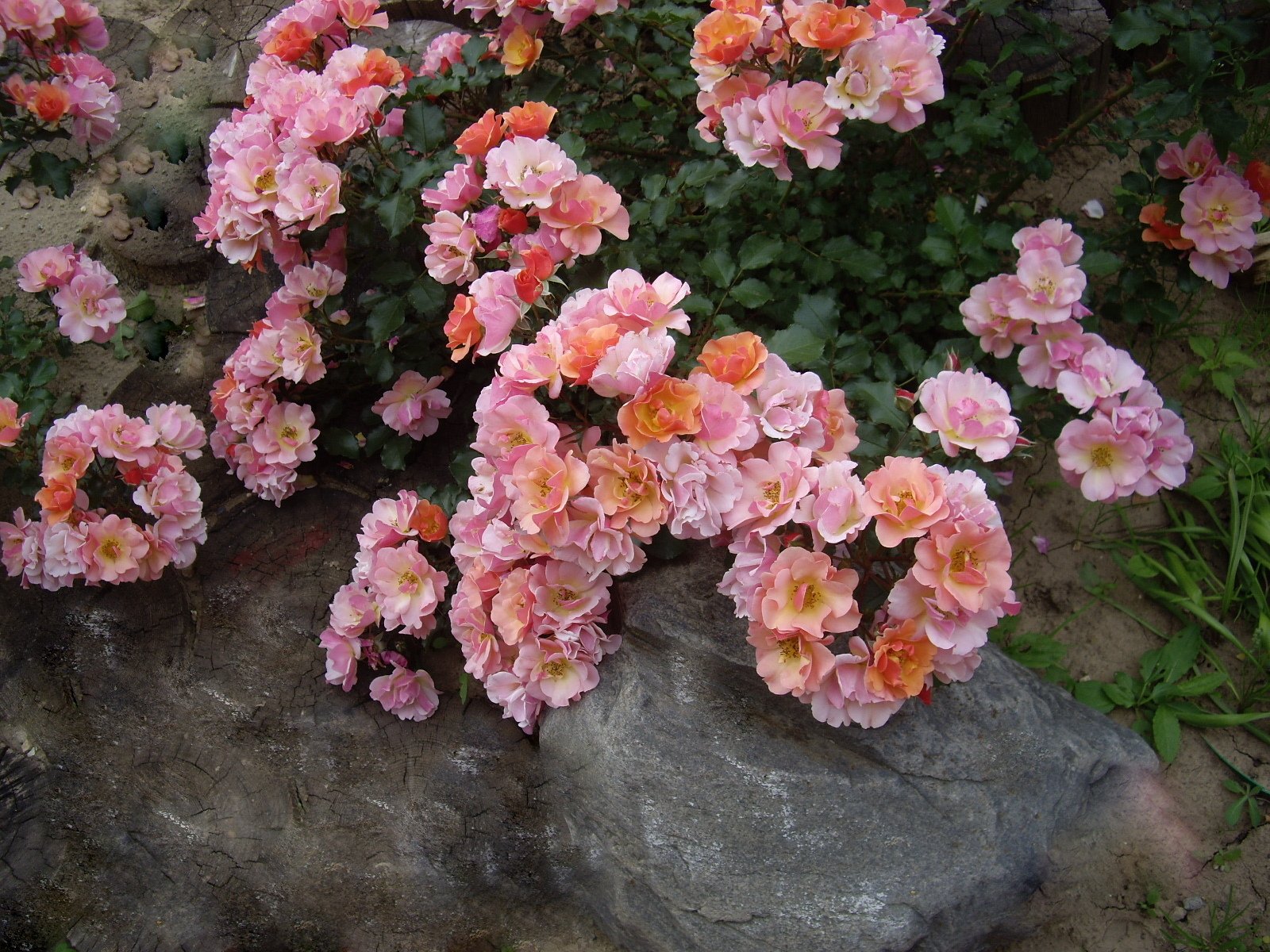 Почвопокровная роза лариса фото и описание
