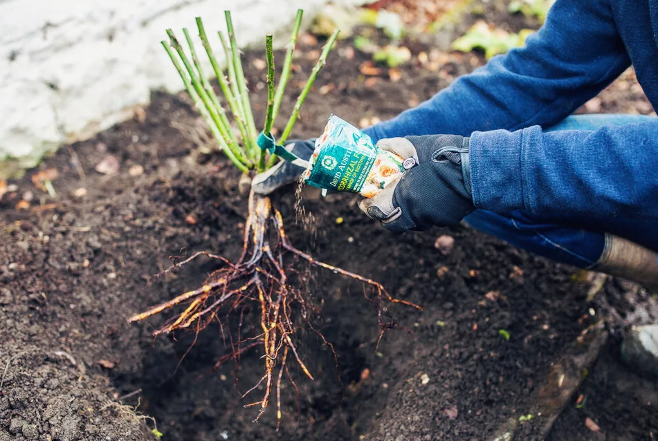 Посадка чайной розы в открытый. Пересаживаем розы. Высадка роз в открытый грунт. Сажать саженцы. Высаживаем саженцы.