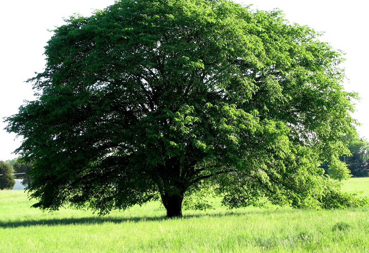картинки про деревья