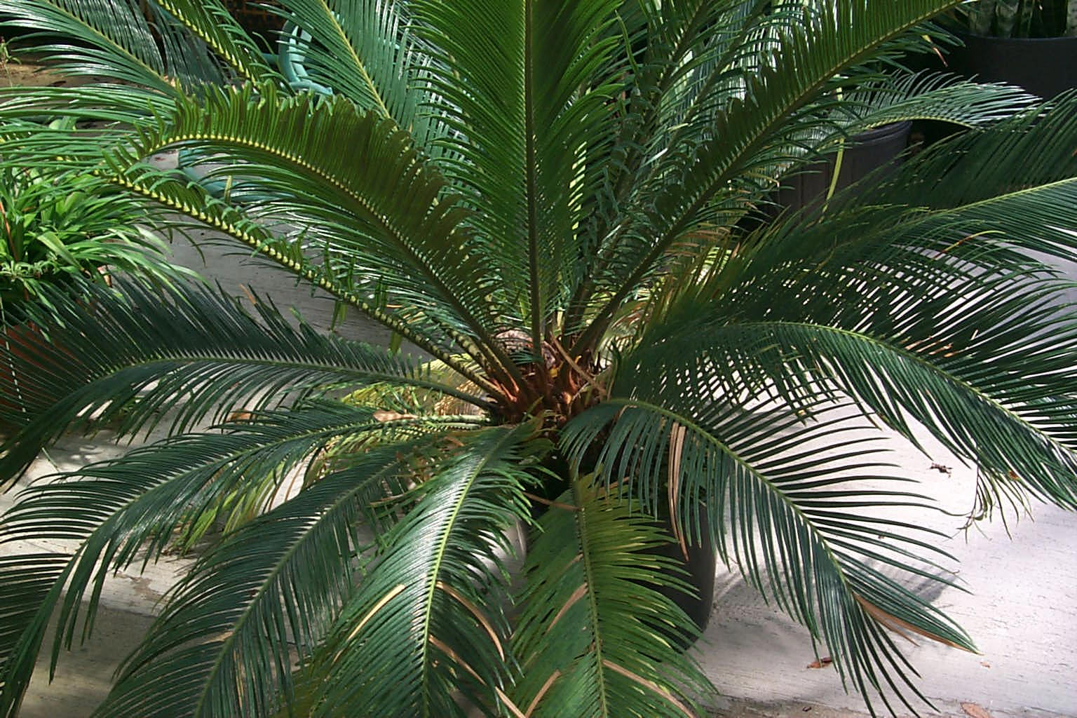 цветущая пальма фото