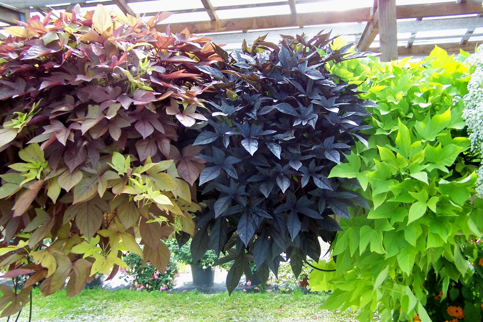 Растения с декоративными листьями для сада фото и названия