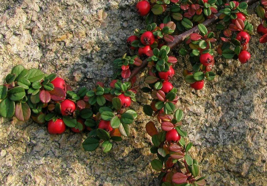 Кизильник даммера фото и описание кустарника