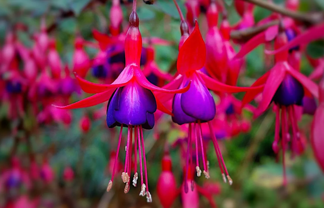 Фуксия гибридная Fuchsia hybrida