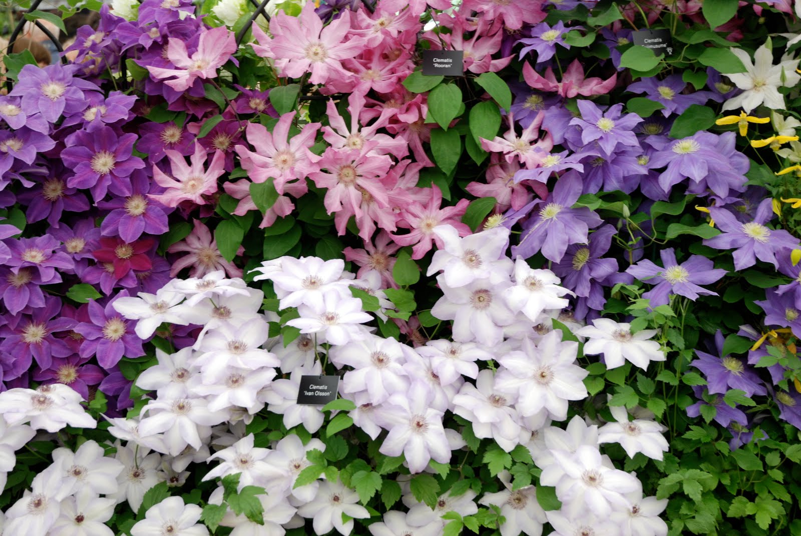 Сорта клематисов с описанием и фото цветущих все лето