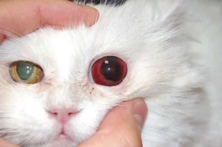 Порода кошек у которых разный цвет глаз thumbnail