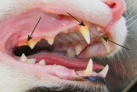 Сколько зубов у кошек впереди