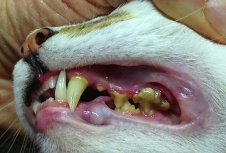 Сколько зубов должно быть у взрослой кошки