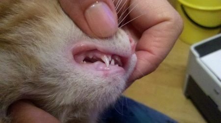 Сколько зубов у кошки фото