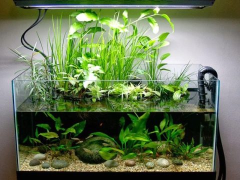 Pokrećemo akvarij od 20 litara: riba, tlo, biljke, voda