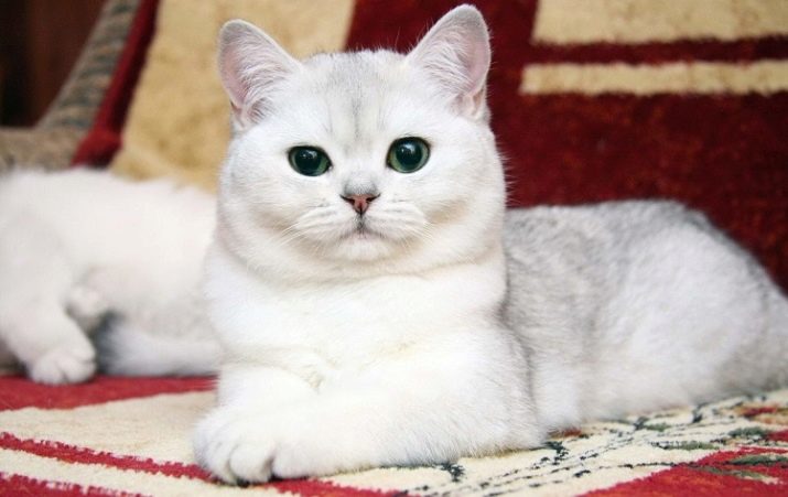 Белая кошка с голубыми глазами порода британская