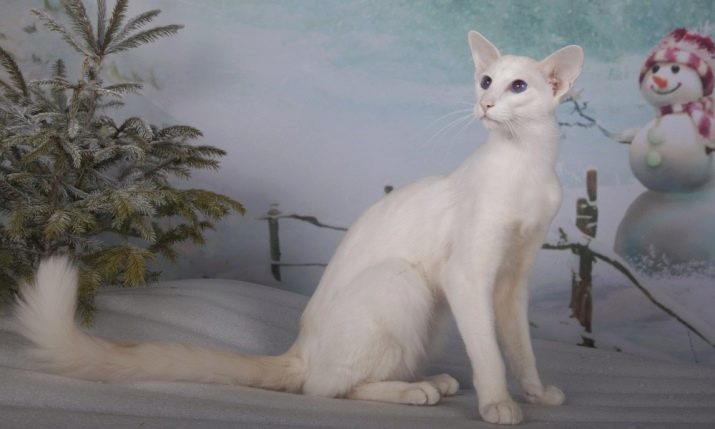 Белая кошка без породы