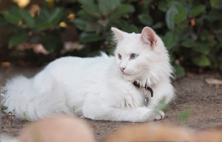 Порода кошек по цвету белая