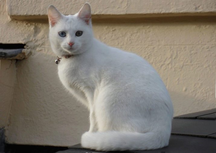 Порода белых пушистых кошек с желтыми глазами
