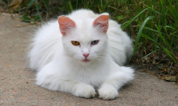Чисто белая кошка с желтыми глазами что за порода