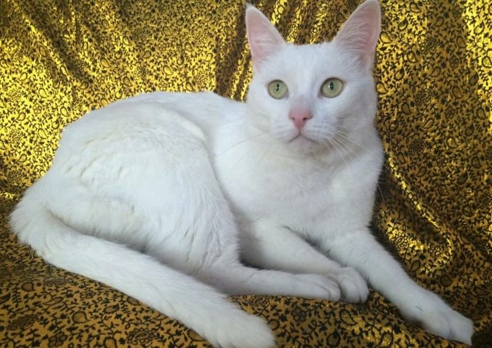Белые кошки с пятном на голове порода