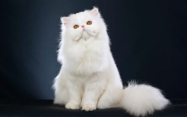 Белая кошка с розовыми ушами что за порода