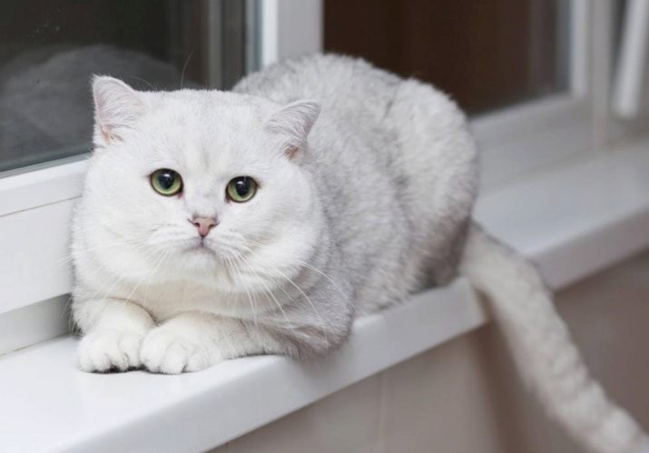 Абсолютно белая кошка порода