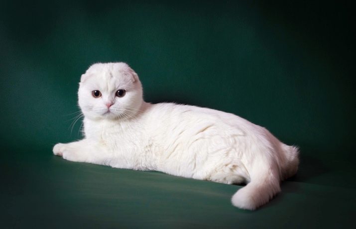 Чисто белая пушистая кошка что за порода