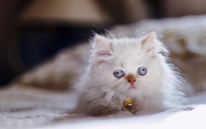 Белая кошка розовые уши порода