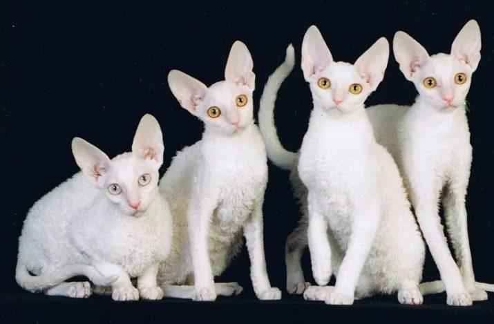 Белые кошки что за порода фото