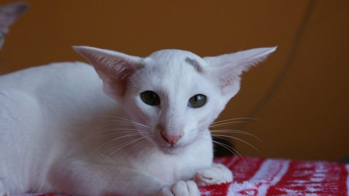 Порода белых пушистых кошек с желтыми глазами