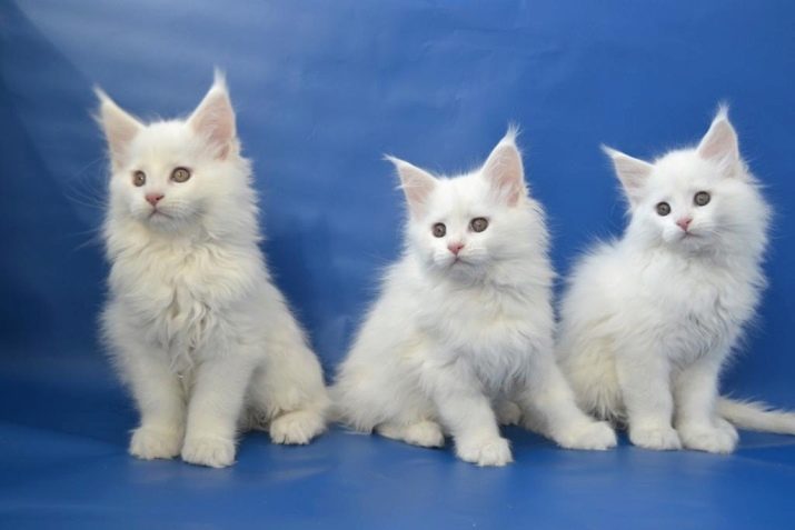 Какие могут быть породы белых кошек