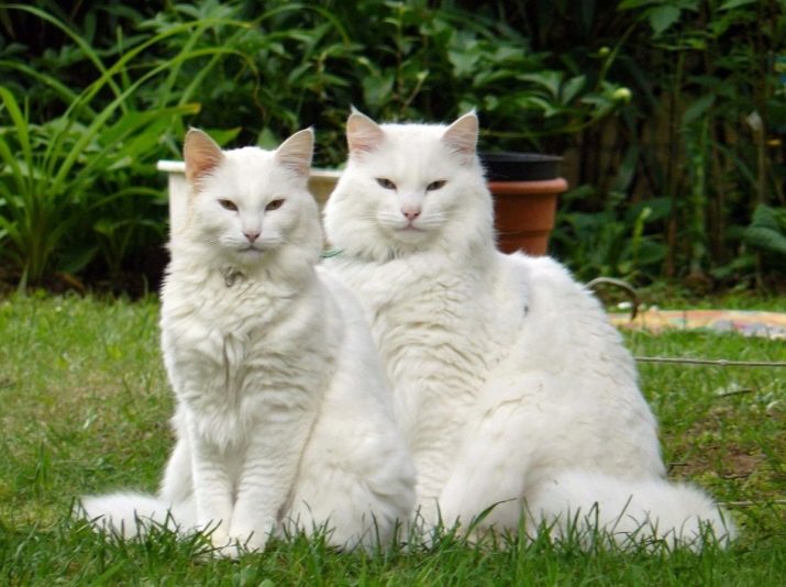 Породы кошек с белым окрасом фото