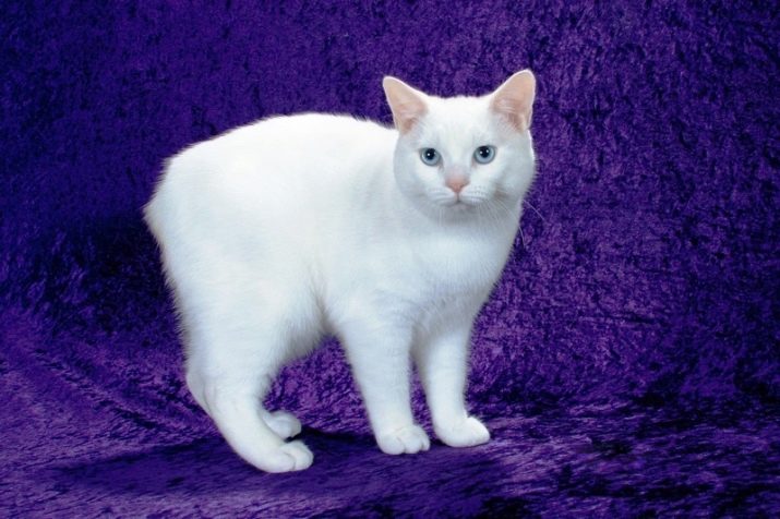 Не очень пушистая белая кошка порода