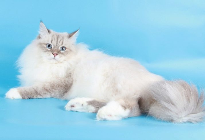 Белая кошка описание породы фото