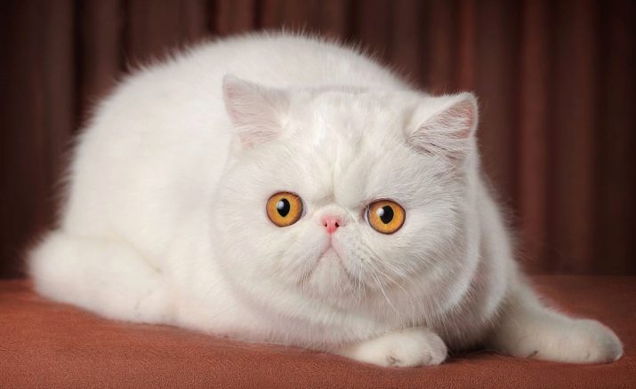 Как называются порода кошек белого цвета