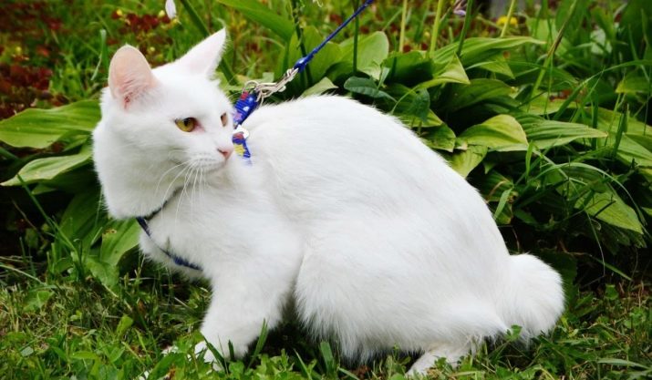 Кошка белая с желтыми глазами порода фото