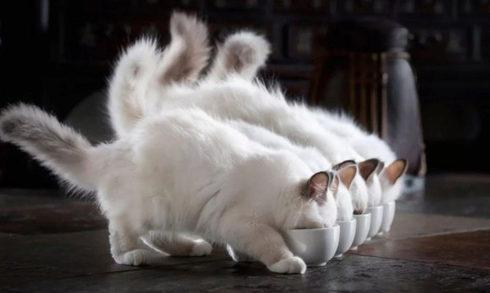 Белые кошки особенности породы
