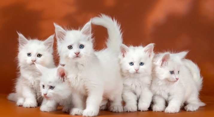 Порода кошек белых с темным хвостом