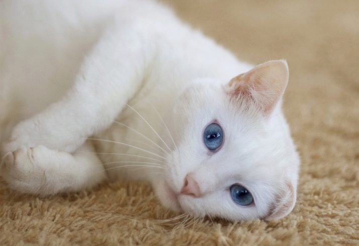 Порода кошек белого цвета с желтыми глазами