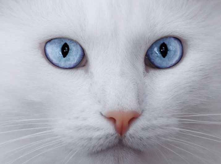 Белые кошки что за порода с картинками