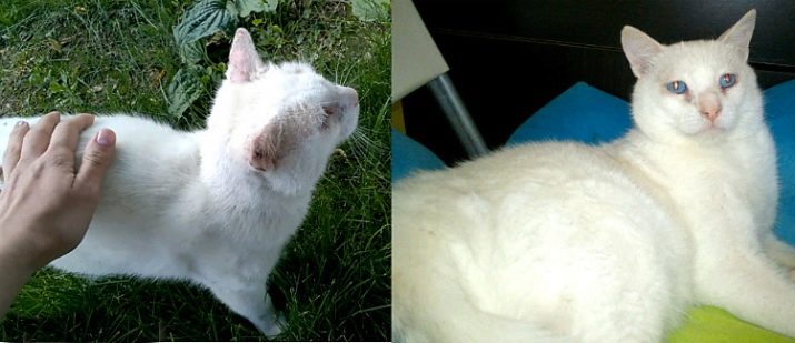 Белая кошка с красными глазами порода