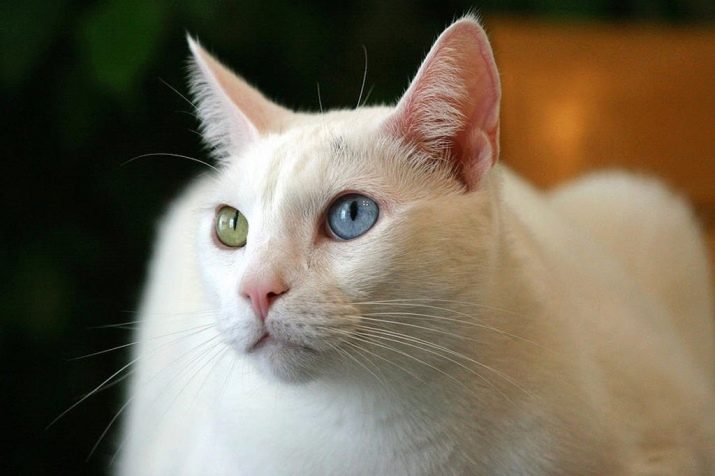 Фото пород белых пушистых кошек и названия